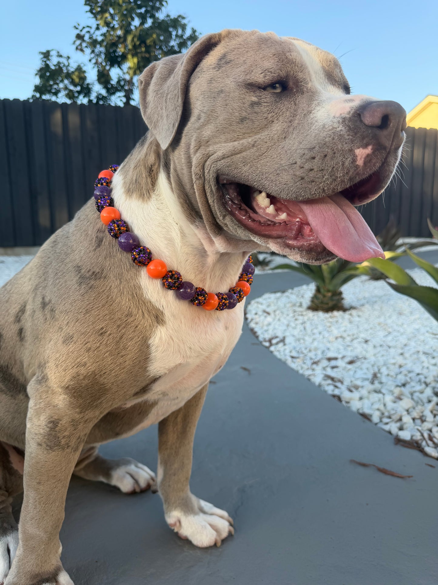 Halloween🎃 Dog Collar