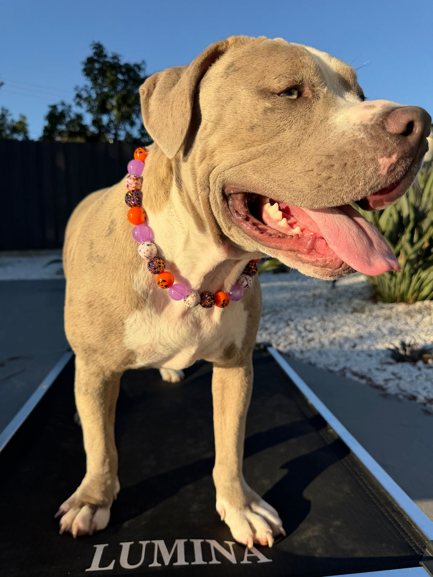 Halloween🎃 Dog Collar